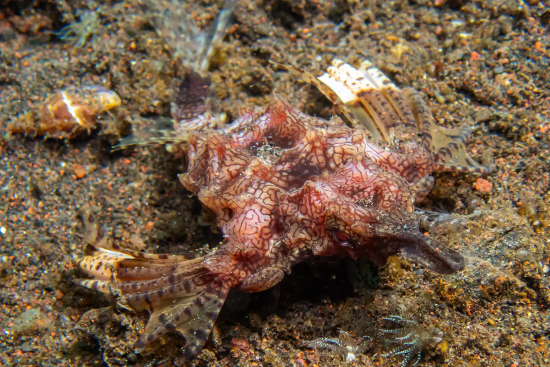 Little Dragonfish (red) (Eurypegasus draconis)