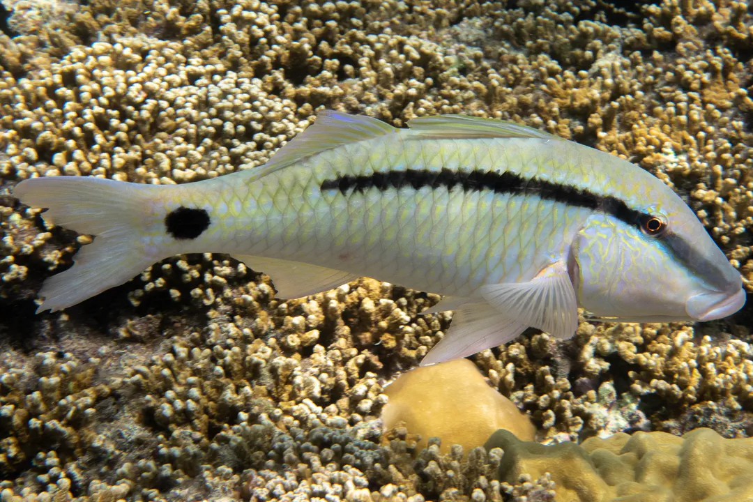 Dot-and-dash Goatfish