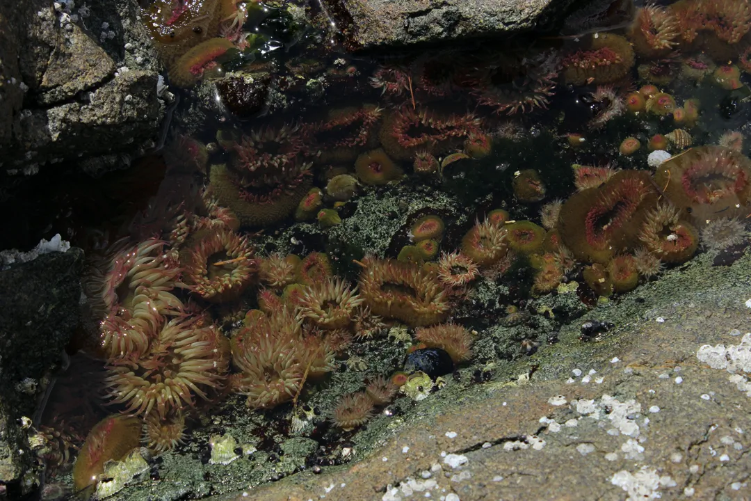 Aggregating Anemone