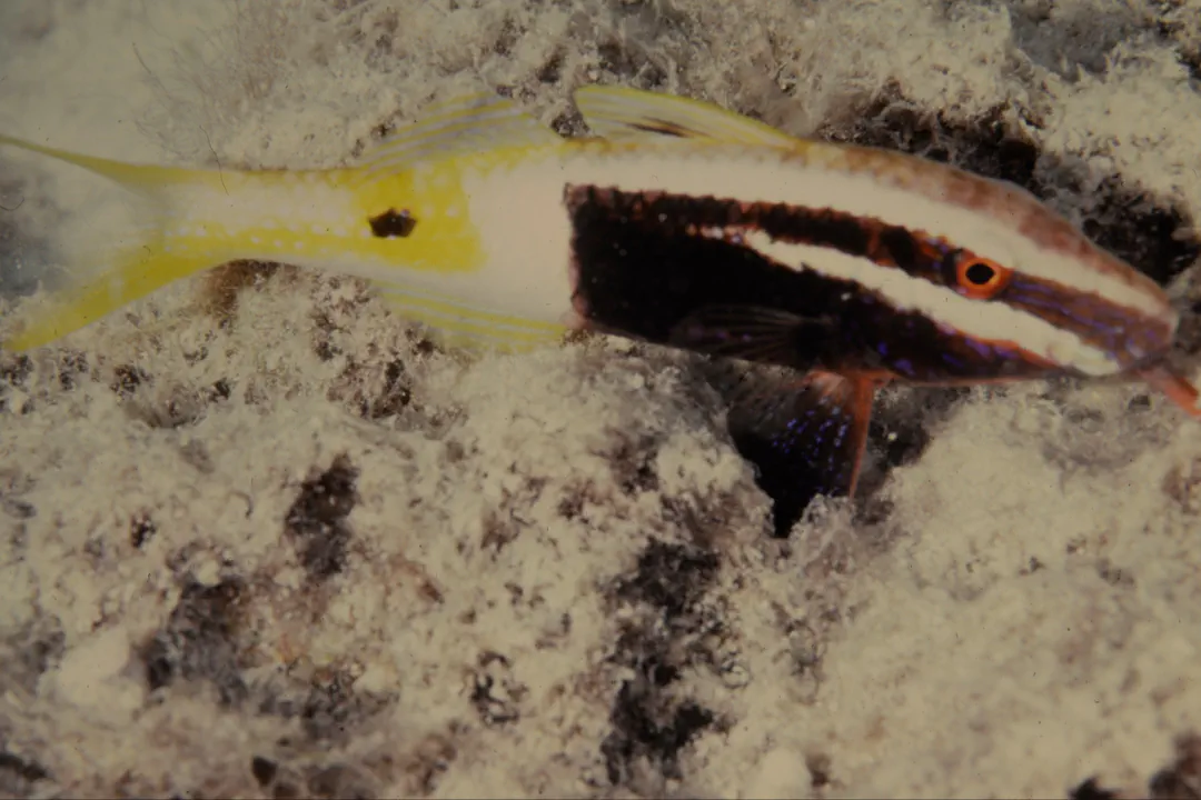Bicolour Goatfish (Parupeneus barberinoides)