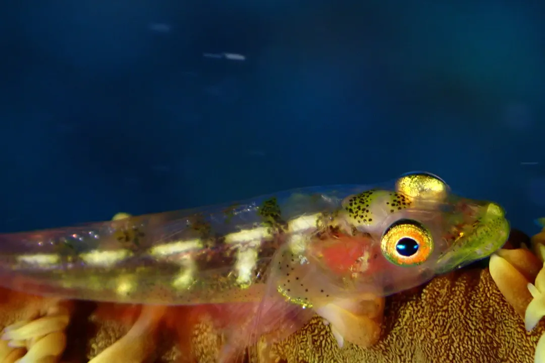 Wire Coral Goby (Bryaninops yongei)