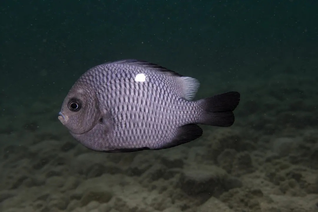 Three-spot Dascyllus (Dascyllus trimaculatus)