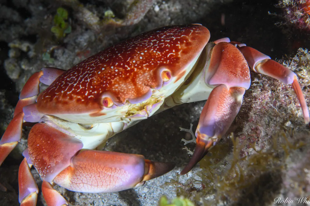 Batwing Coral Crab