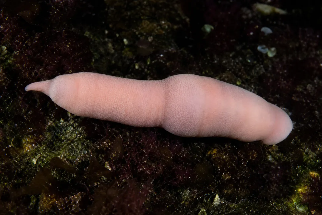 Burrow Worm
