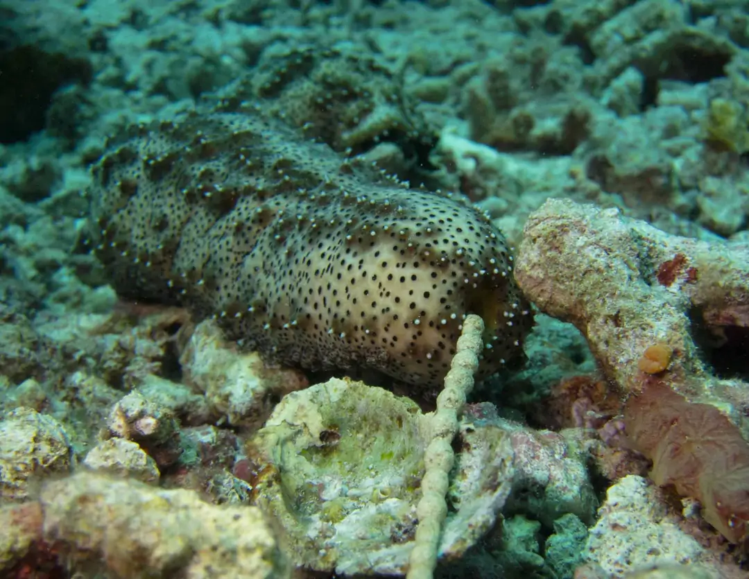 Seabook: Graeffe's Sea Cucumber