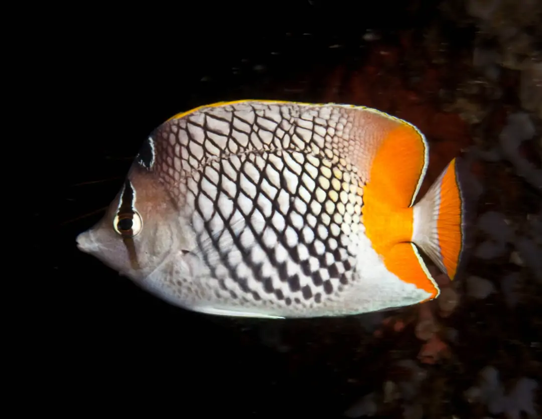 Seabook: Crosshatch Butterflyfish