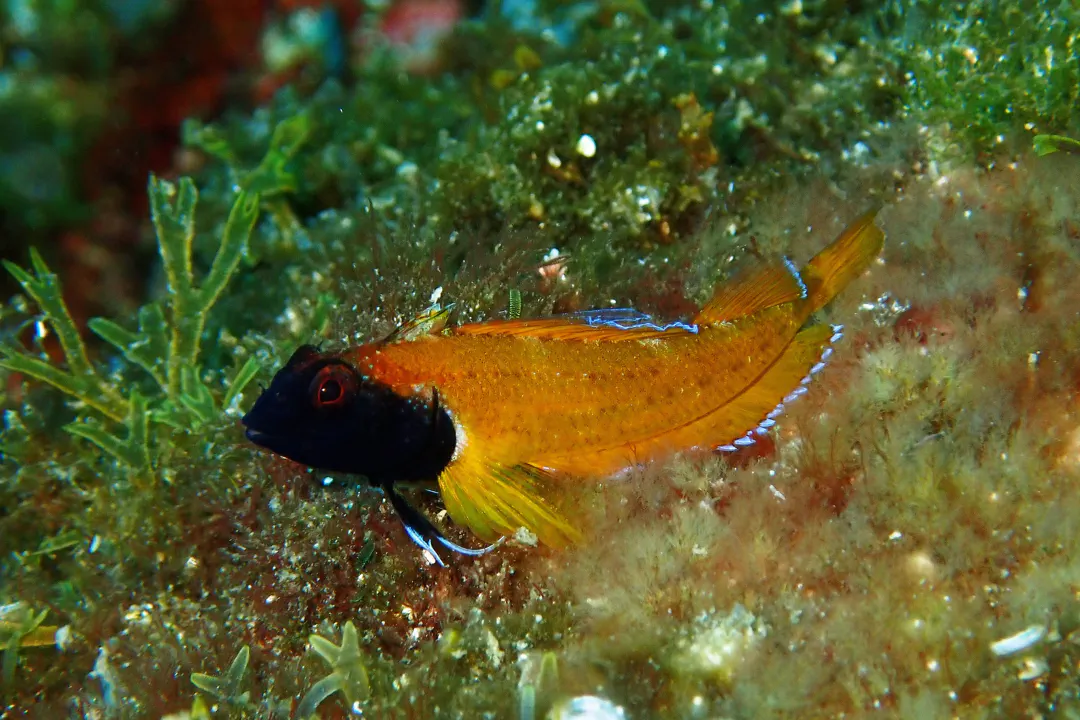 Black-faced Blenny (Tripterygion delaisi)