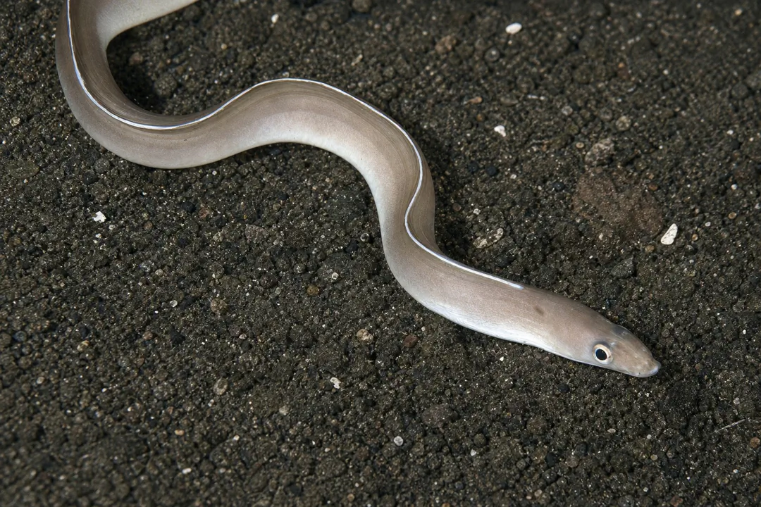 White-margined Moray (Gymnothorax albimarginatus)