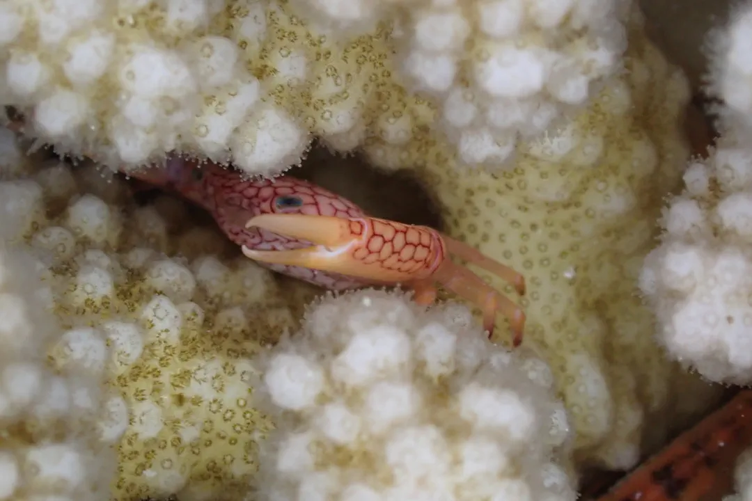 Honeycomb Coral Crab