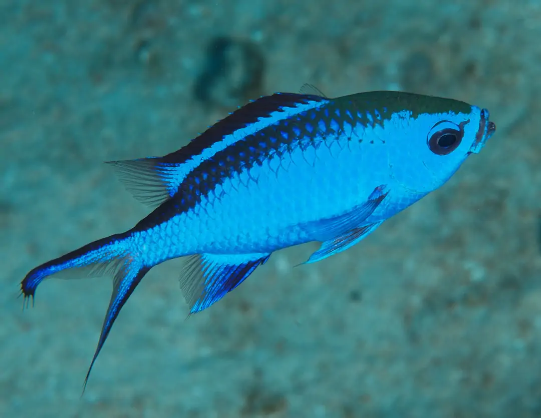 Seabook: Blue Chromis