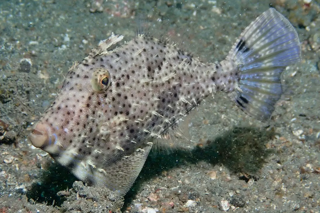 Strapweed Filefish (Pseudomonacanthus macrurus)