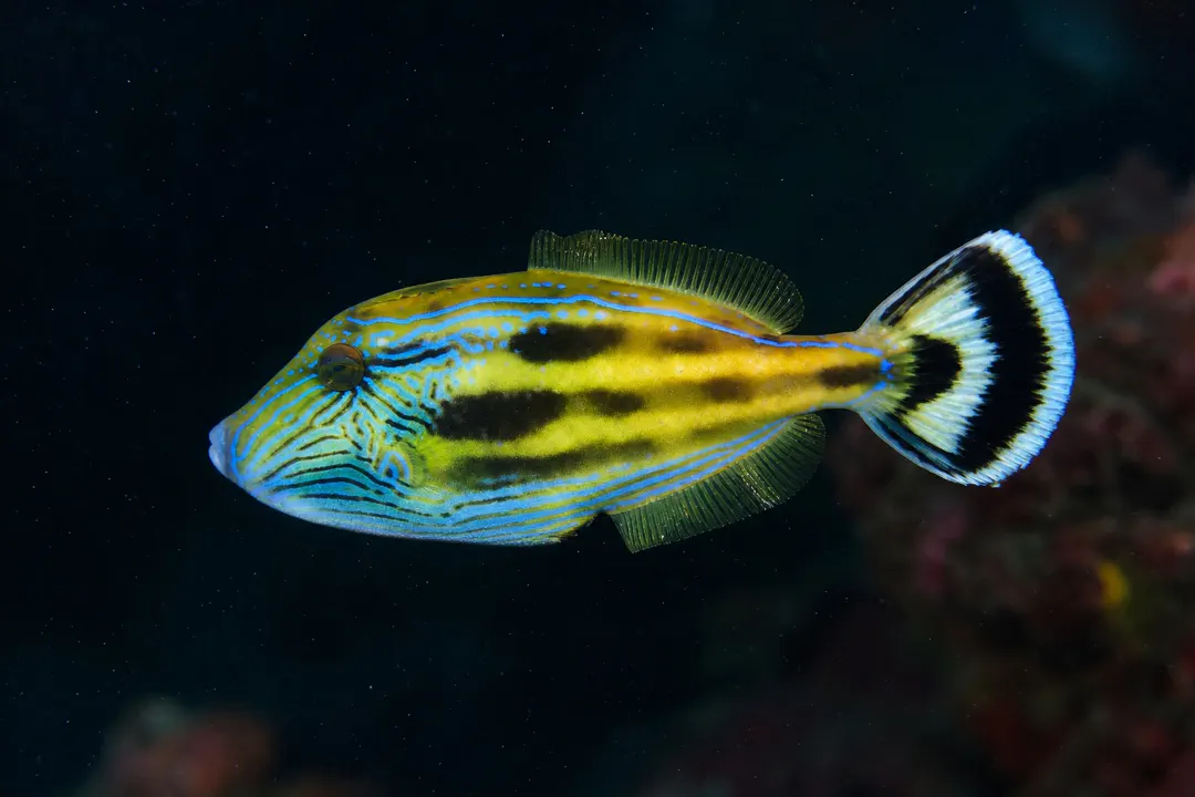Six-spine Leatherjacket (Meuschenia freycineti)