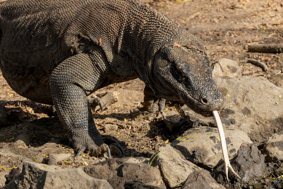 Komodo Dragon (Varanus komodoensis)