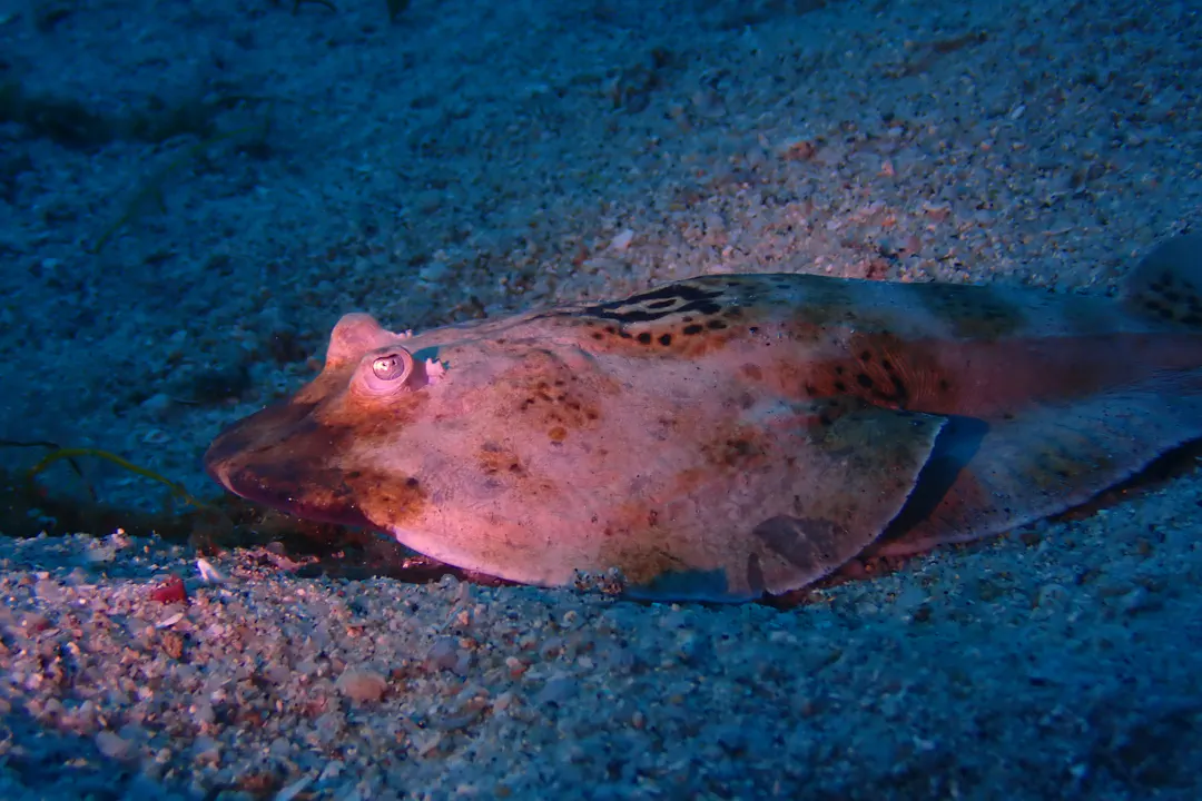Bullseye Electric Ray