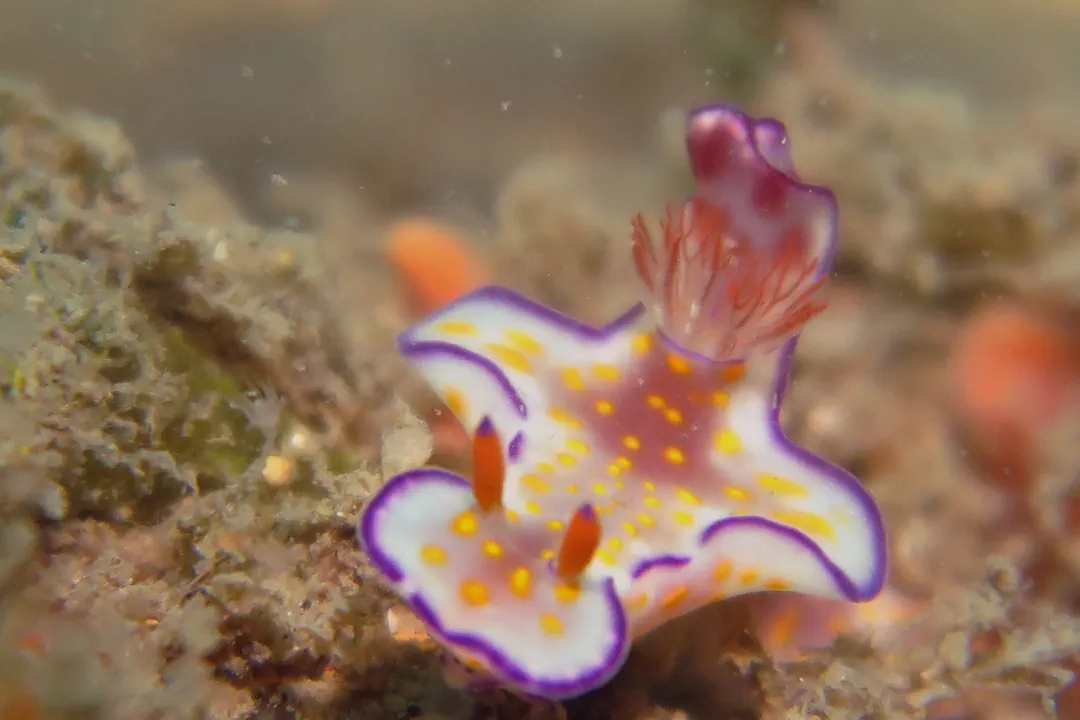Three-lobed T-bar Nudibranch (purple) (Ceratosoma trilobatum)