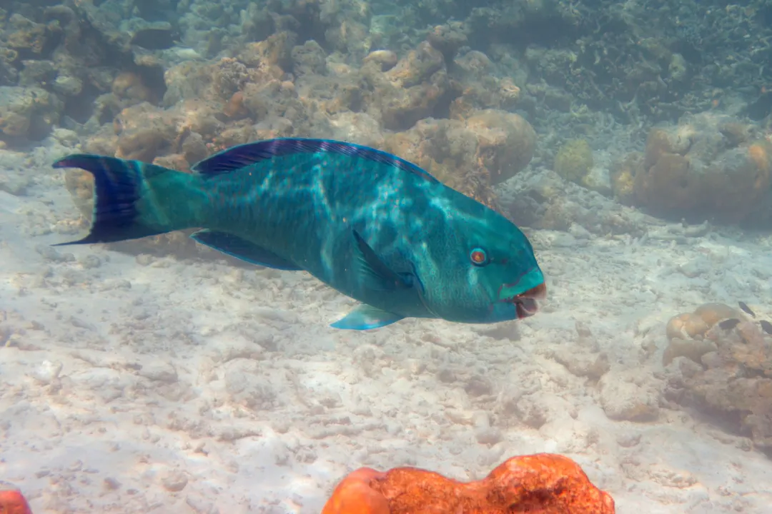 Captain Parrotfish