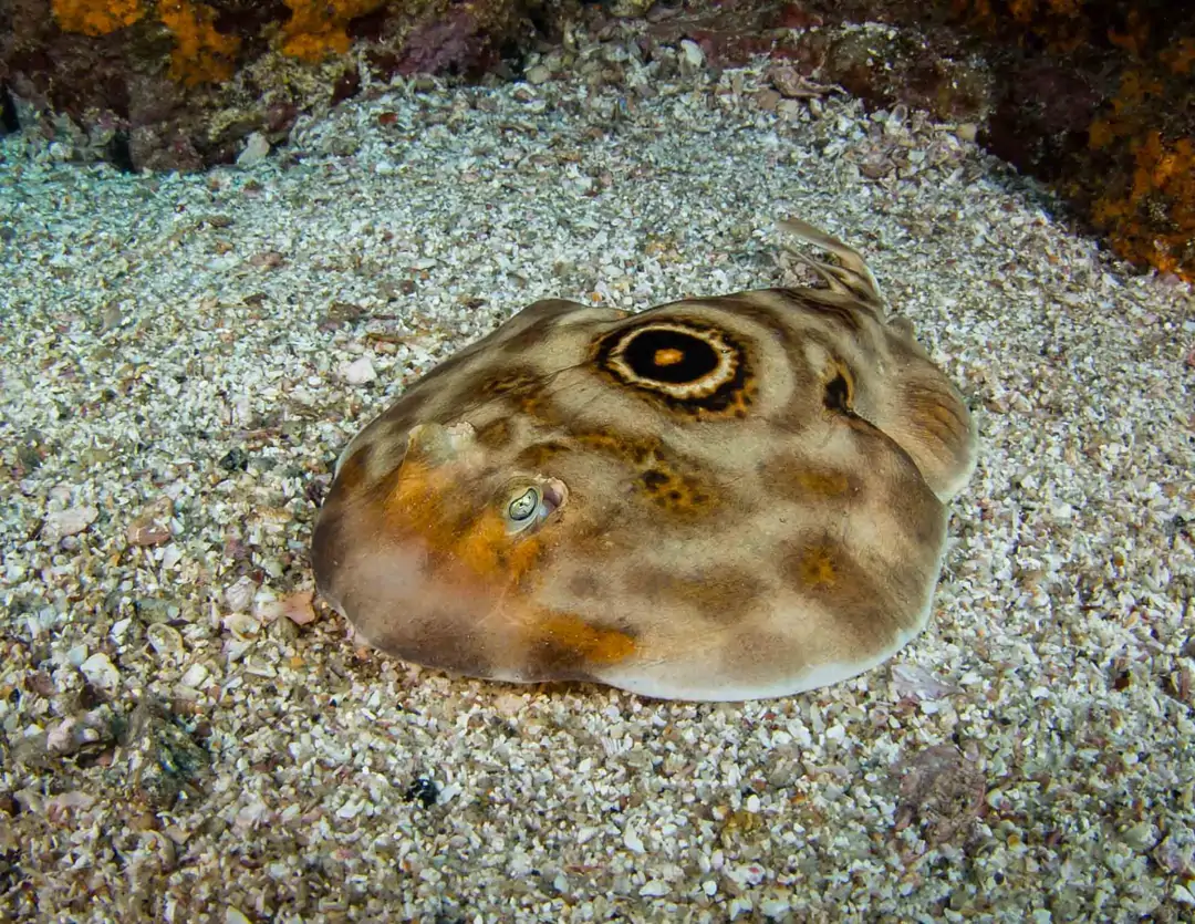 Seabook: Bullseye Electric Ray