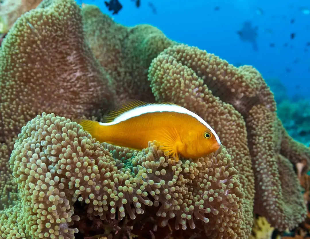 Seabook: Yellow Clownfish