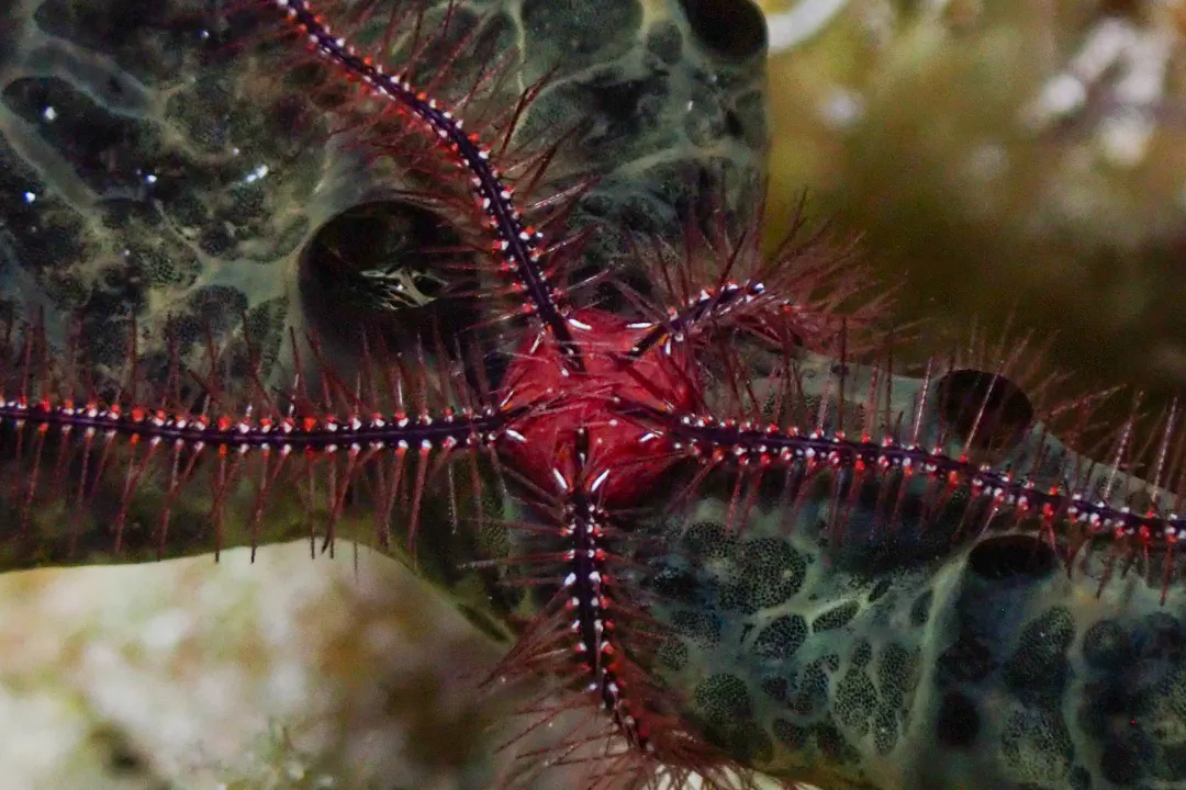 Sponge Brittle Star (Ophiothrix suensonii)