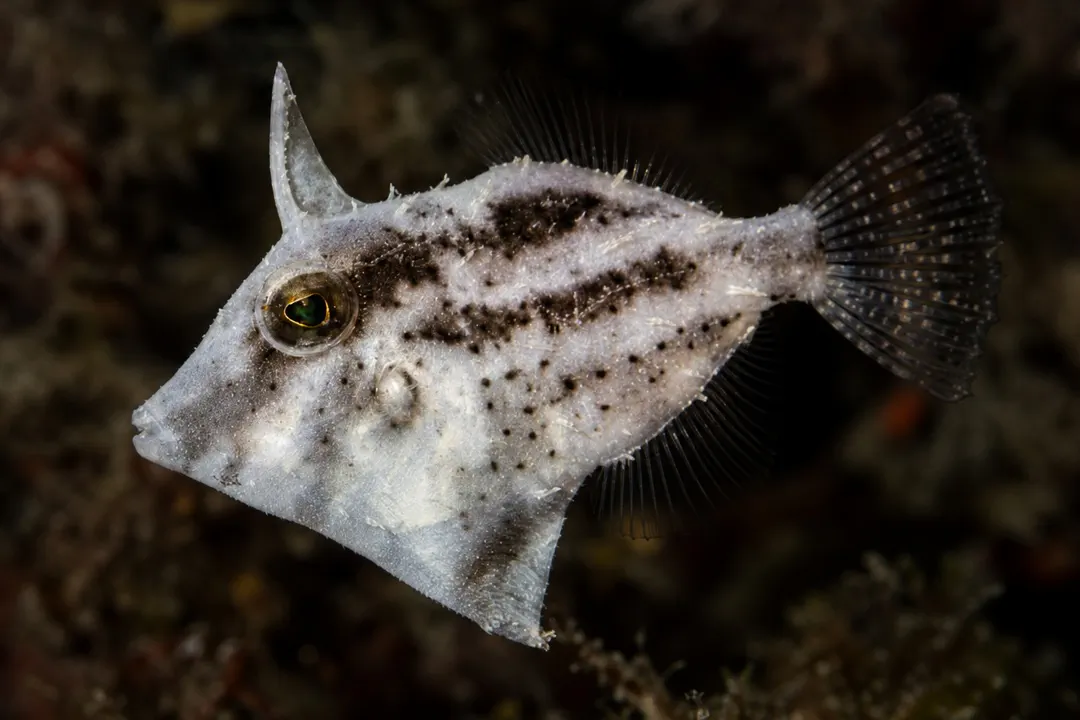 Japanese Leatherjacket (juvenile)