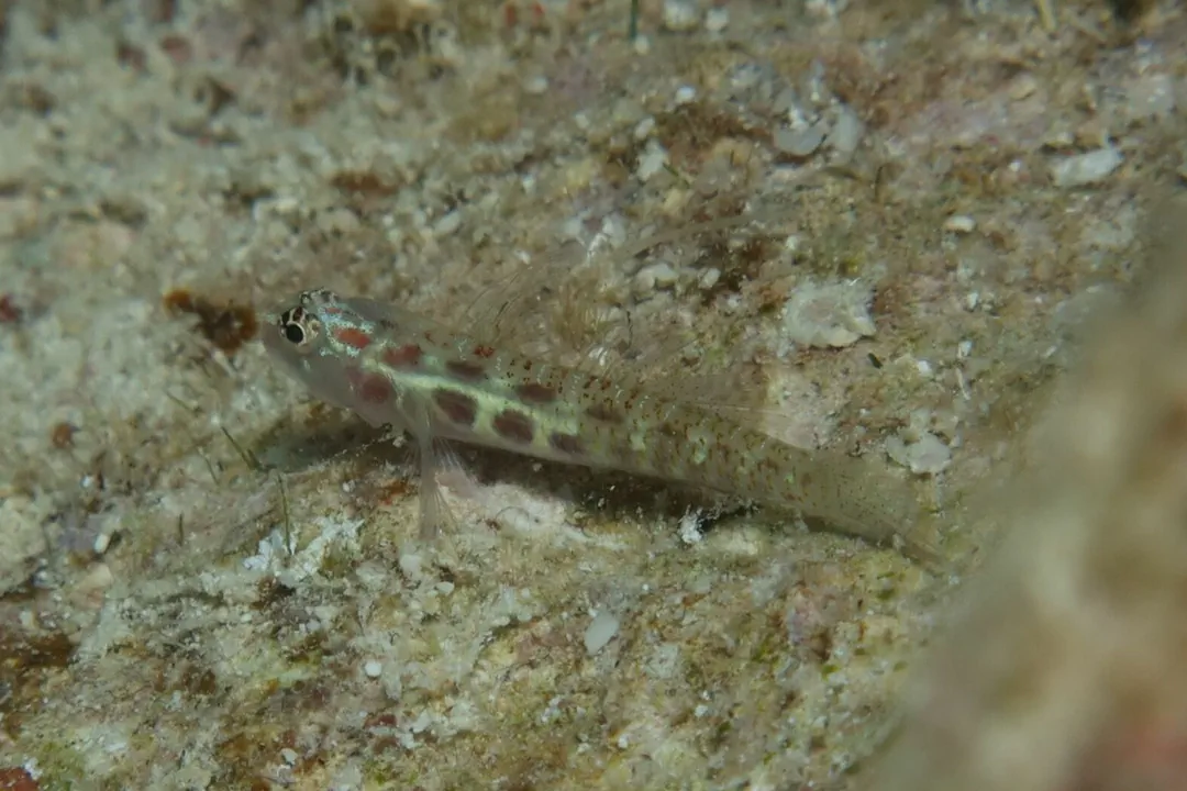 Whitestriped Pygmygoby (Eviota guttata)