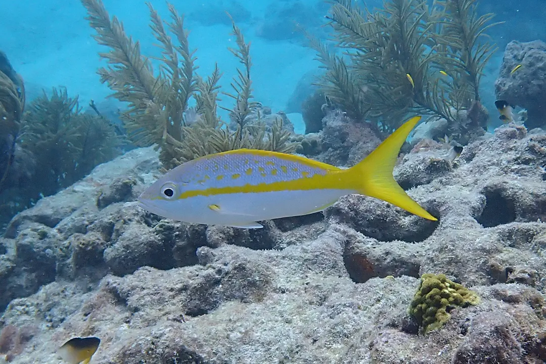 Yellowtail Snapper (Ocyurus chrysurus)