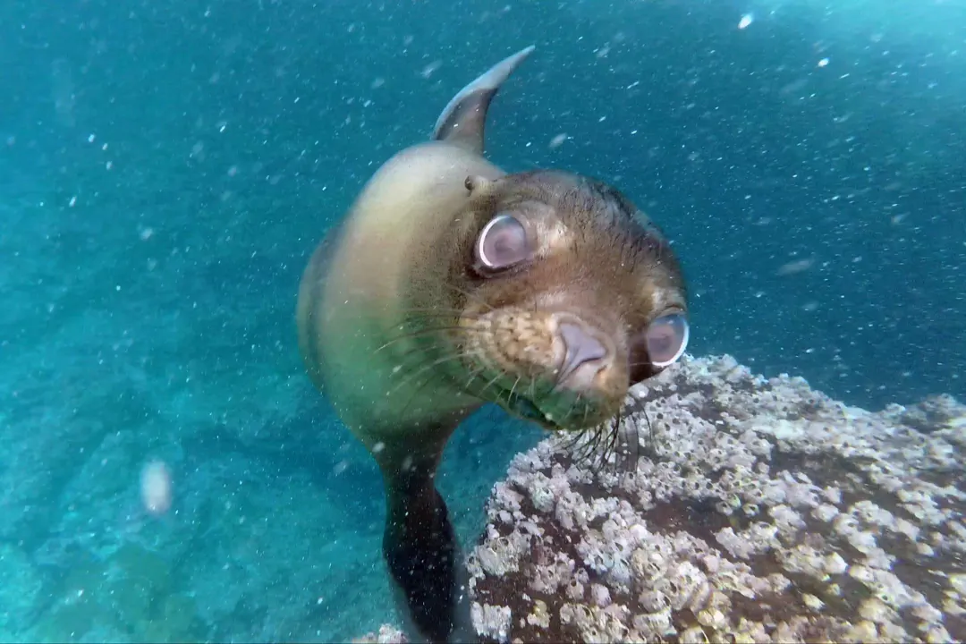 Galapagos Sea Lion
