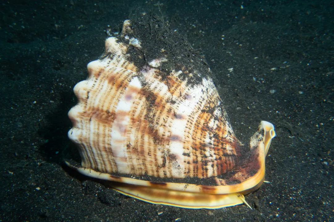 Horned Helmet