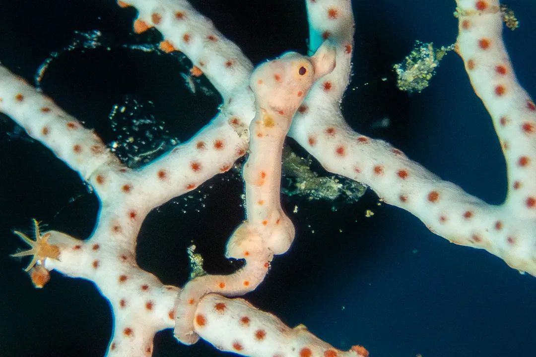 Denise's Pygmy Seahorse