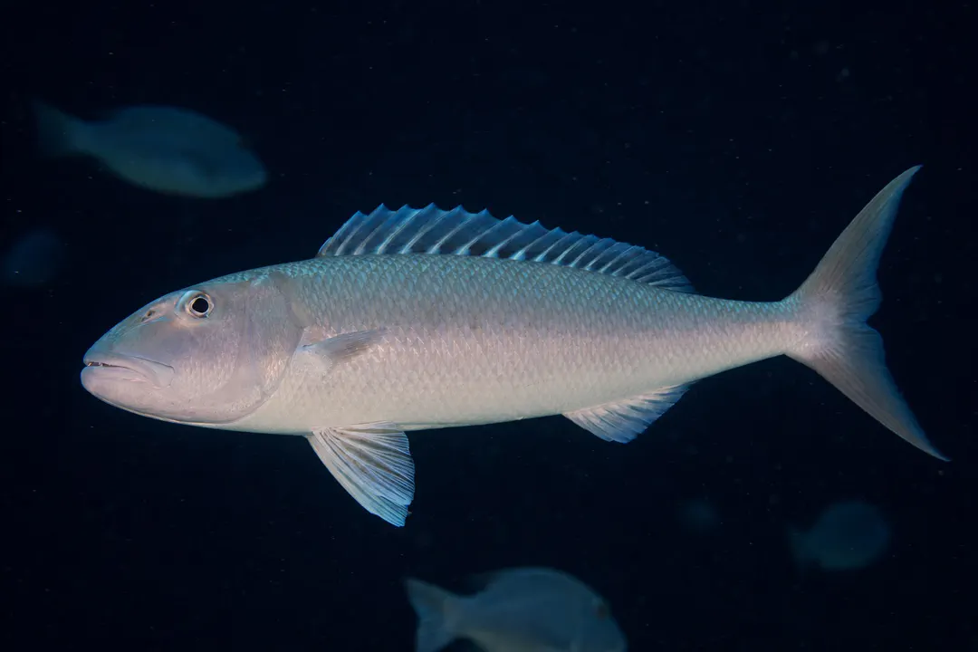 Green Jobfish (Aprion virescens)