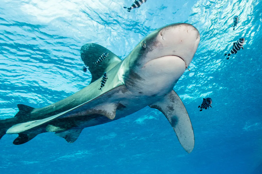 July: A Global Convergence of Giants and Reef Life
