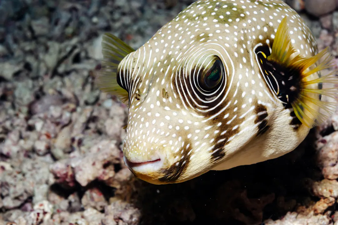 White-Spotted Puffer (yellow) (Arothron hispidus)