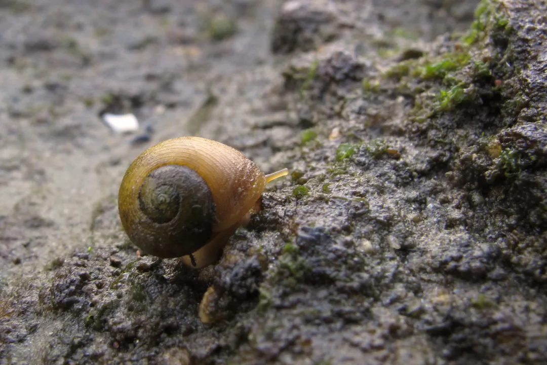 Flat Periwinkle (Littorina obtusata)