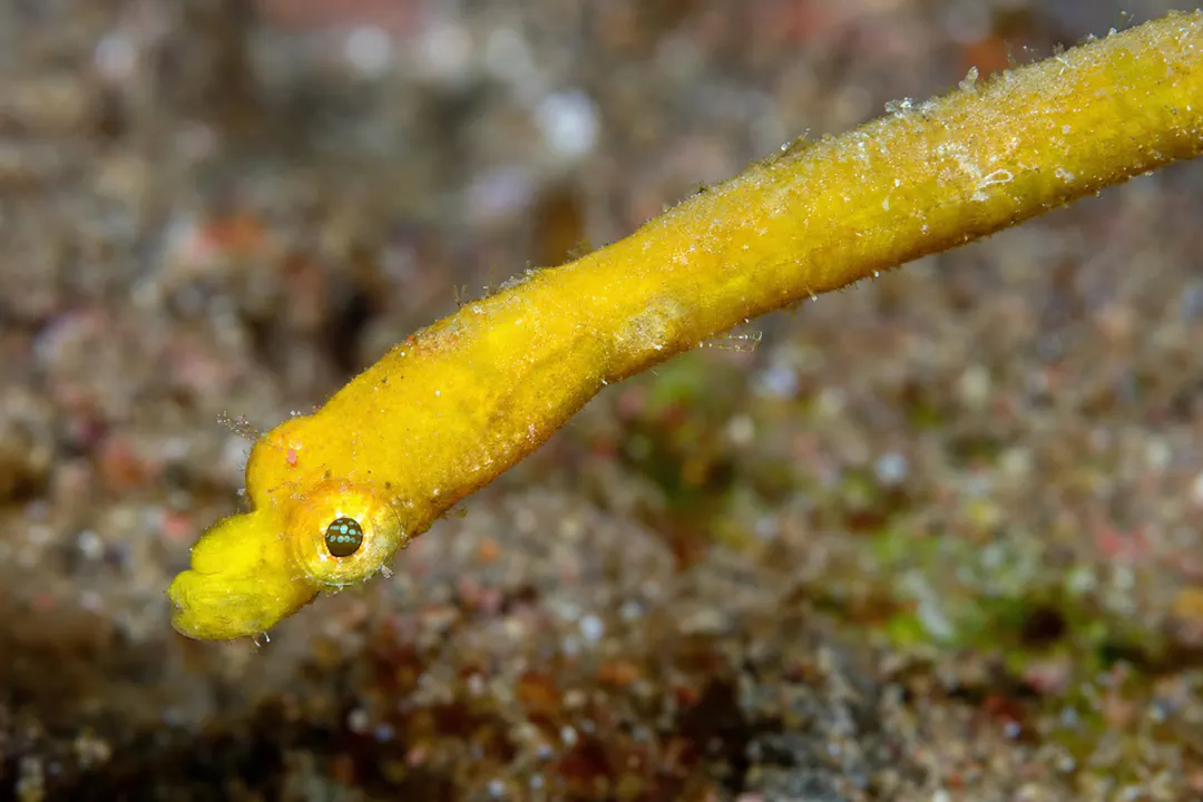 Duncker's Pipefish (yellow) (Halicampus dunckeri)