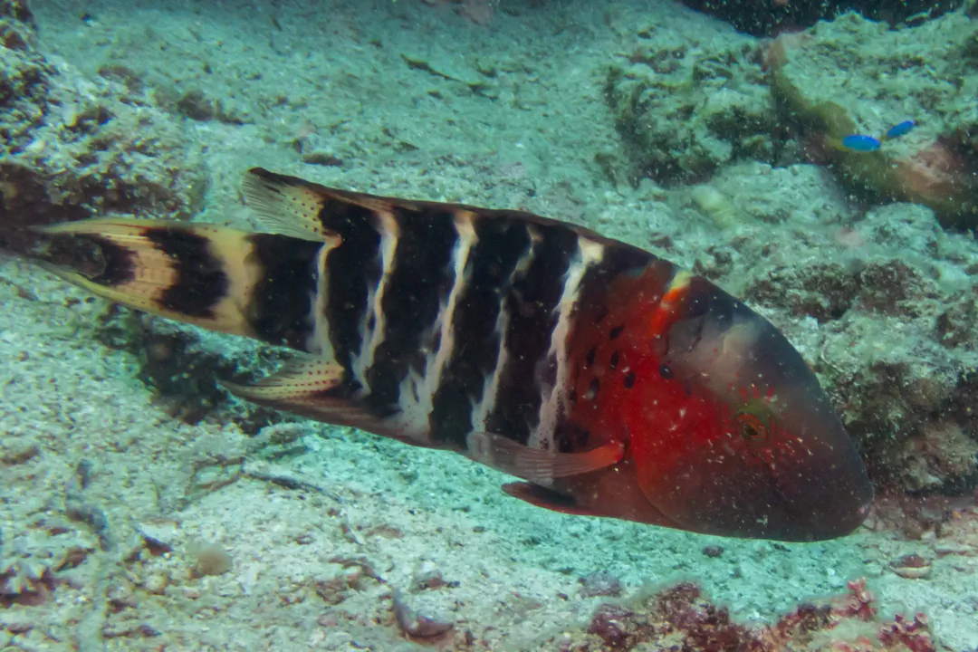 Redbreast Maori Wrasse (Cheilinus fasciatus)