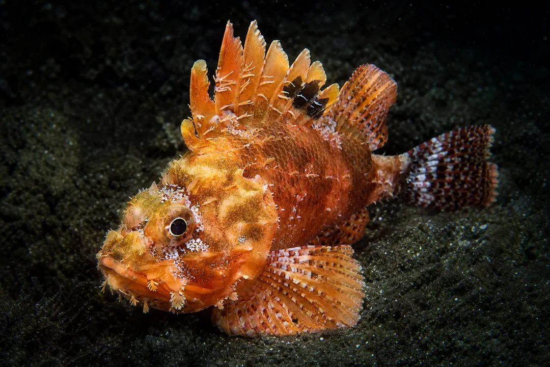 Western Red Scorpion Fish (Scorpaena sumptuosa)
