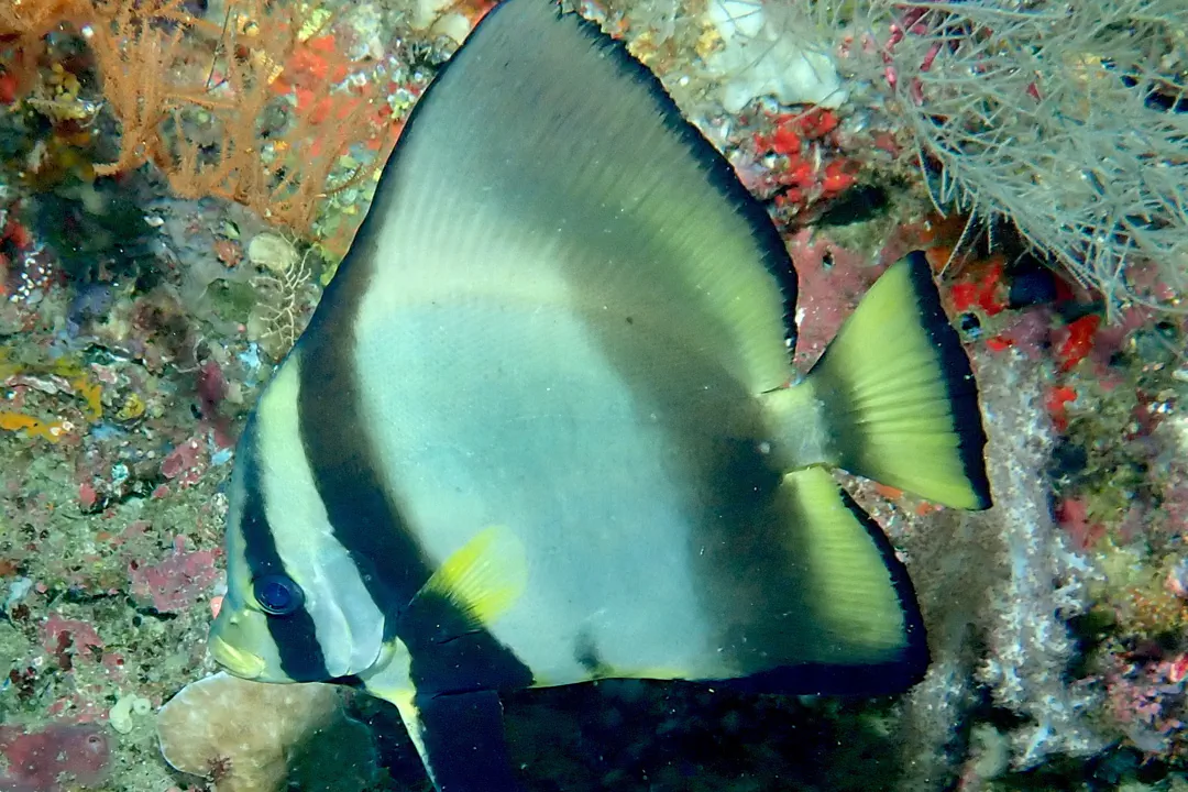 Pinnate Batfish