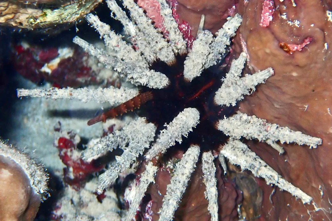 Whorl-Spined Urchin (Plococidaris verticillata)