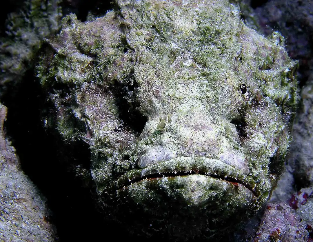 Seabook: False Stonefish