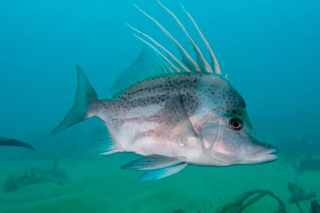 Yellowspotted Boarfish
