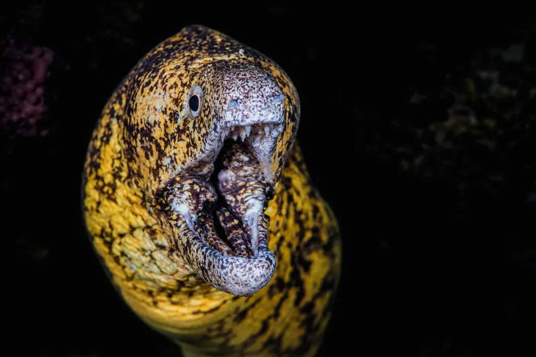 Kidako Moray (Gymnothorax kidako)