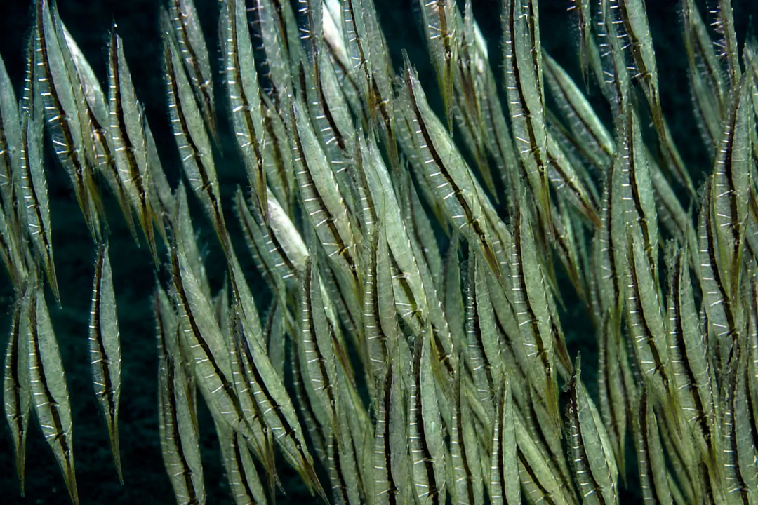 Smooth Razorfish