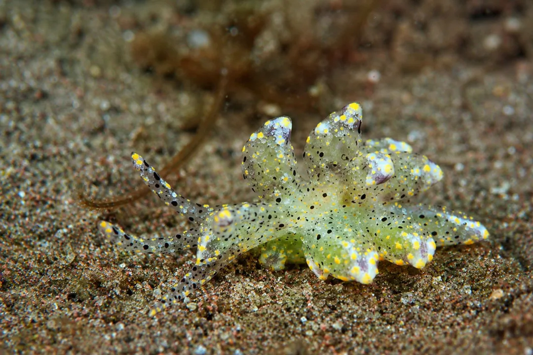 Cyerce sp (Cyerce sp)