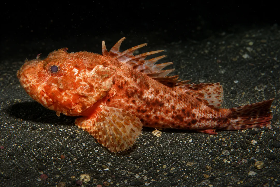 Izu Scorpionfish
