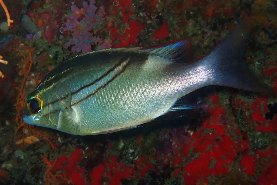 Two-lined Monocle Bream