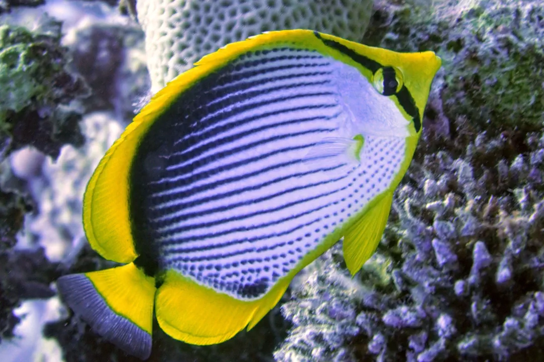 Blackback Butterflyfish