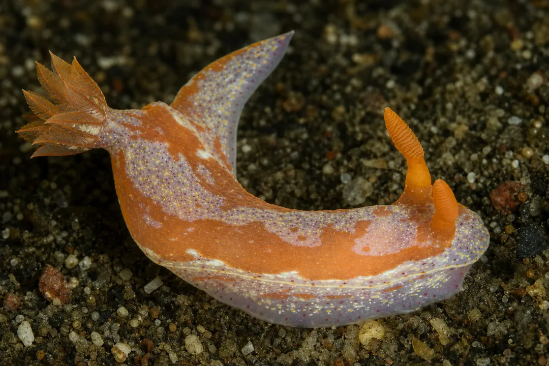 Hypselodoris sp (Hypselodoris sp)