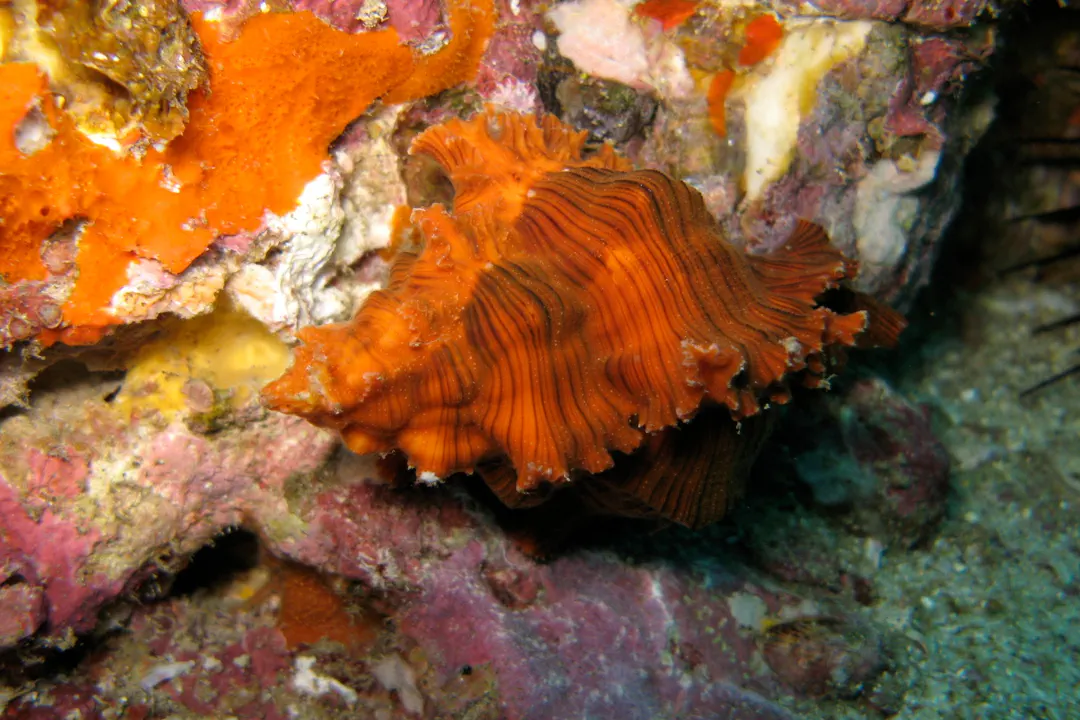 Curly Murex