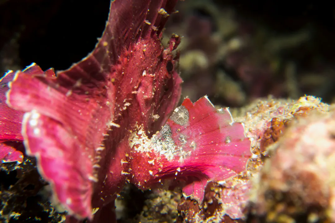 Leaf Scorpionfish (purple) (Taenianotus triacanthus)