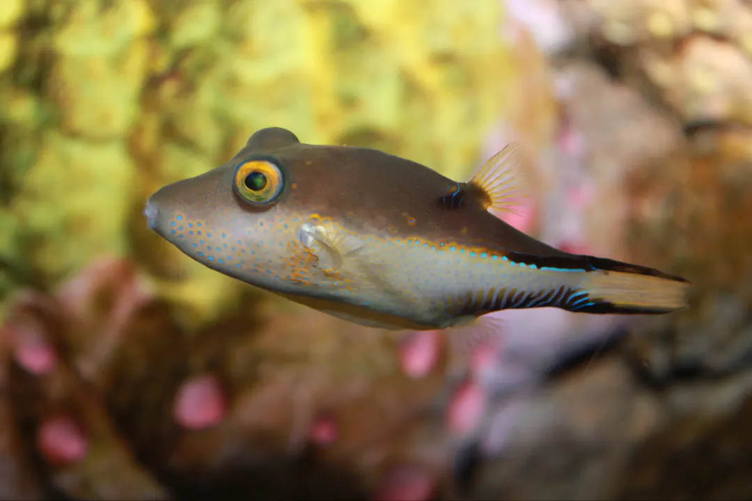 Caribbean Sharpnose Puffer